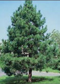  Austrian Pine tree