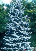  Bakari Blue Spruce tree