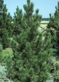  Bosnian Pine tree