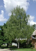  European White Birch tree