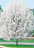  Flowering Pear tree
