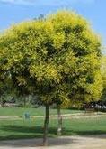  Golden Rain Tree tree