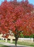 Lacebark Elm  tree