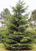  Norway Spruce tree