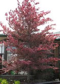  Tricolor Beech tree