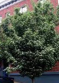 Lavelle Hawthorn tree