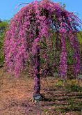 Lavender Twist Redbud tree