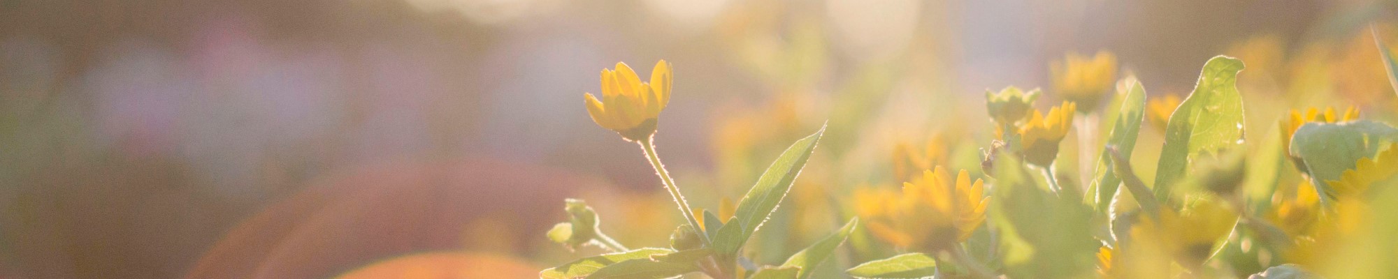 image of yellow flowers in sunlight